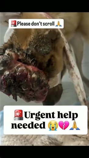 💔🐾 He Is Suffering… and We Cannot Look Away 🐾💔