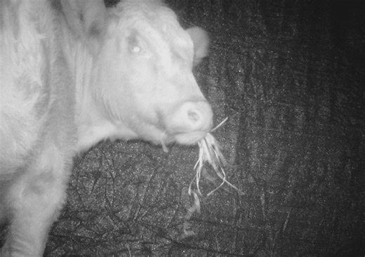 Mabel the cow finally caught by Whatcom Humane Society | Cascadia Daily News