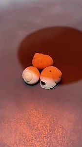 635K views · 7.1K reactions | Did you know about these？#randomfacts | Interesting Facts | Facebook