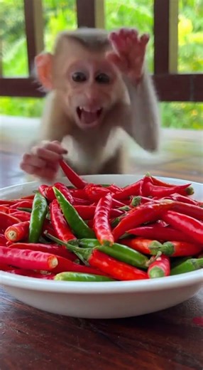 Adorable tiny baby new born #babymonkey #monkeynewborn