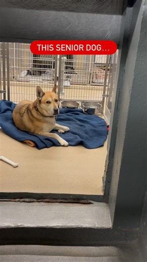 The Invisible 8 of TOHAS on Instagram: "Auggie is 8 years old and almost at 1,000 days in the shelter, spending 23 hours a day inside this kennel. He loves nature walks he may never get here, and every day he waits behind these bars. Please don’t let the rest of his life look like this. Letting him fade here would be a loss to this world. 💔 Town of Hempstead Animal Shelter – Wantagh, Long Island, New York 📧 adoption@hempsteadny.gov 📞 (516) 785-5220 Shelter Bio: Auggie first came to the shelte