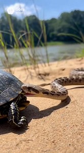 Witness a casual moment between a snake and a turtle in this interesting **animal** encounter. The **turtle** remains calm as the snake approaches, showcasing an interesting interaction in the **wildlife**. This **animal videos** clip captures a unique instance of **animals** in **nature** as they both demonstrate **survival**. | Rescue Stories