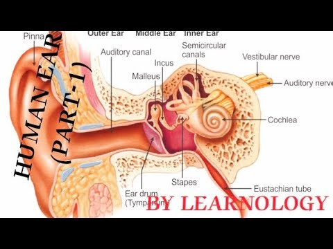 HUMAN EAR | STRUCTURE AND FUNCTION 🔥| ANATOMY AND PHYSIOLOGY | (PART-1)| HEARING | BALANCING 💥🔥
