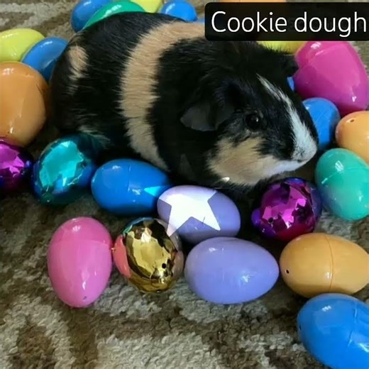 my pet guinea pig, cookie! 🧡🖤🧡🖤