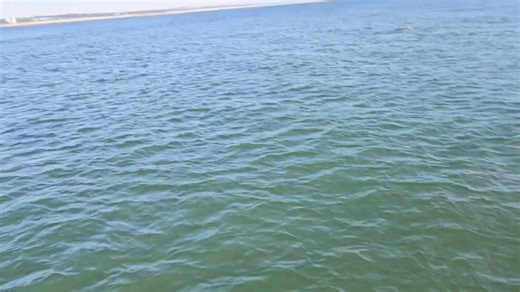5.2K views · 95 reactions | Heading out on our fishing boat fishing and they can't stay away  | Aberdeen Harbour Tours | Facebook