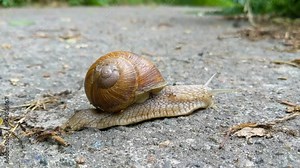 Close-up of a garden snail or garden slug gracefully gliding along the asphalt. Garden slug. Cornu aspersum . Helix aspersa, Cryptomphalus aspersus.