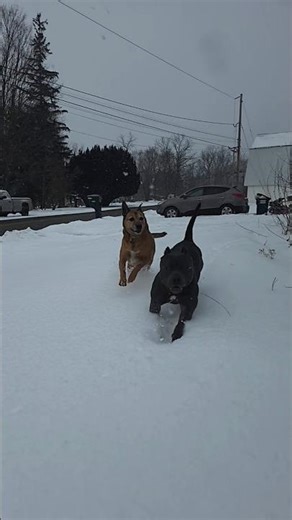 "Oh my gosh a chipmonk" #americanbully #bordercollie #chipmunkhunting