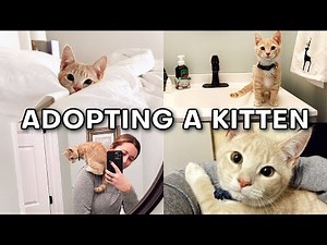 Adopting My Kitten!! 🐈