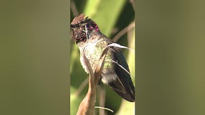 There are 360+ hummingbird species shorts