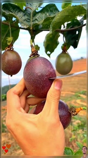 Yellow or Purple Passion Fruit: What's the Difference?