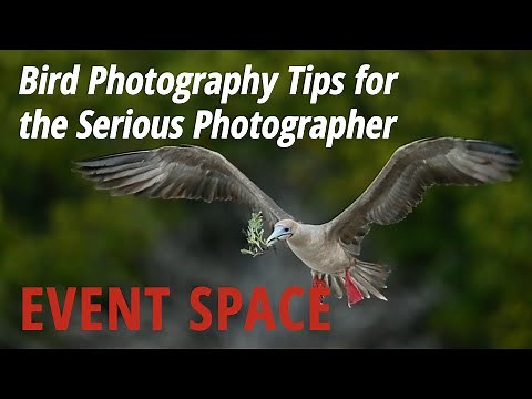 Bird Photography Tips for the Serious Photographer