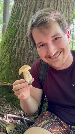 Steinpilz sicher bestimmen