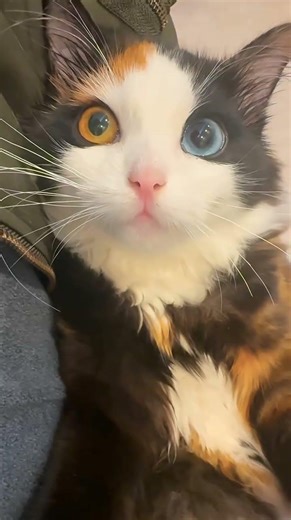 Rare Odd-Eyed Calico Cat Stares Right At The Camera - She's Absolutely Stunning