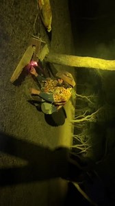 #jungleboys #junglesafari #deep | Ajit Nandal Indian cowboy