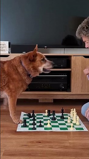 ♟🐾 Chess is for everyone – and we mean everyone. Hope you had a great #InternationalChessDay! 🐶