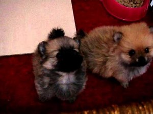 2 Pomeranian puppies crying