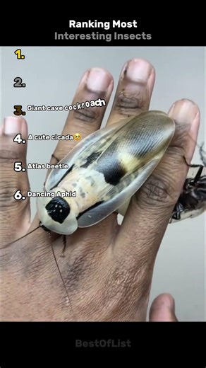 Ranking Most Interesting Insects