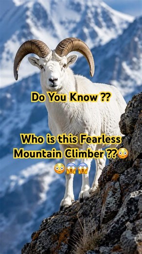 Dall Sheep: The Fearless Climber of the Mountains! 🐏