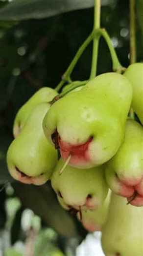 clip-3965720589-rose-apple-fruit-cluster-hanging-on-tree