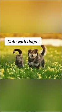 Every type of cat and dog 😆 be like..... #catdog