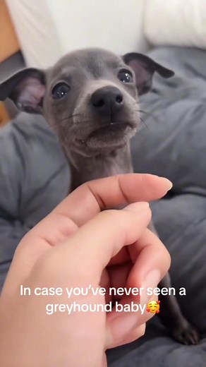 331K views · 11K reactions | Greyhounds start small, but their hearts (and legs) grow big! Cutest baby ever. ❤️ #puppy #italiangreyhound #fblifestyle | Ebony Riley | Facebook