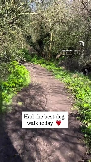 Had the best dog walk today. Make sure you’re following us for the next part. Starring Kara, Pip, Oreo and Twiggy 🐶❤️🐶#norfolk #norfolkdogwalks #dogs #springerspaniel #norfolkcoast