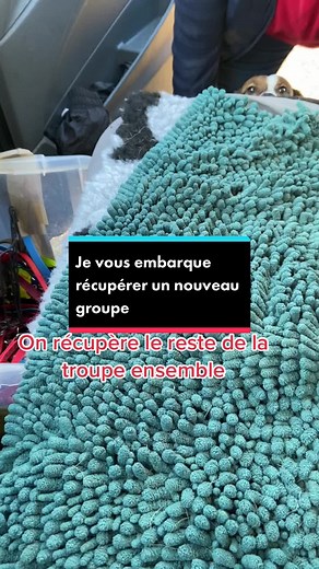 Je récupère de nouveaux chiens avec vous ☺️ #dogsitter #petsitte #jackeussel #bordercollie #husky #bergercreole #bergerallemandxmalinois #chienlouptchecoslovaque #bergeraustralien #braque #cockerspaniel #bergerbelgemalinois