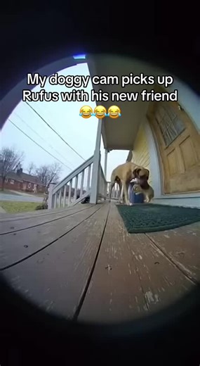 Rufus and His New Best Friend: A Heartwarming Encounter