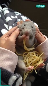 It turns out 'Ratatouille' is based on a true story... 😂🐀 | Furry Tails