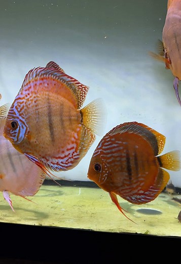 Update on the Discus pair we moved yesterday from the fry tank to the adult community tank✨ They’ve adapted beautifully! Despite the move, their bond is strong and they’re already scouting for new spawning spots. So proud of these two🧡 #discus #fish #breeding #pair #aquarium