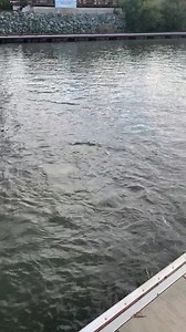 Good morning from the Orwood fish frenzy 🐠 #orwood #stripedbassfishing | Orwood Resort, CA Delta