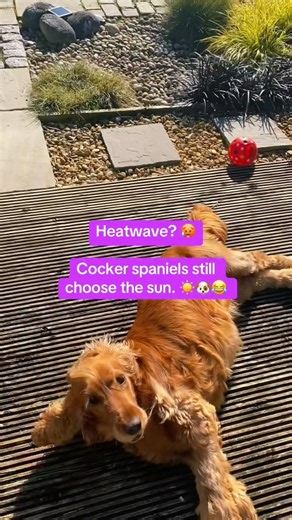Dog Loves the Sun | life of a cocker spaniel (part 11)