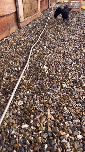 Loki The Raven on TikTok