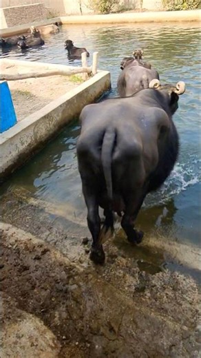 Buffalo farming, Buffalo talaab, Buffalo cartoon, bhains wala cartoon, #animals #buffalo #cows