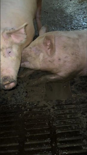 🐷 Weak Pig with Diarrhea – Challenges in Pig Farming & Care 👀