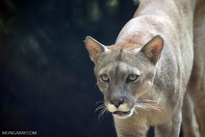 Mountain lions often lose to wolves and bears, study finds