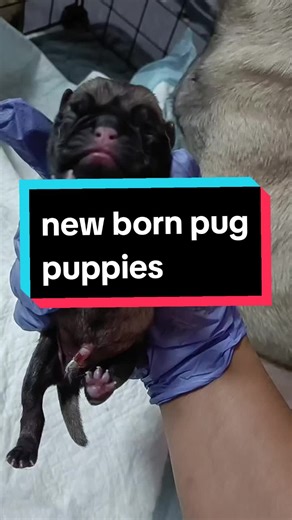 Pug Giving Birth to Adorable Puppies