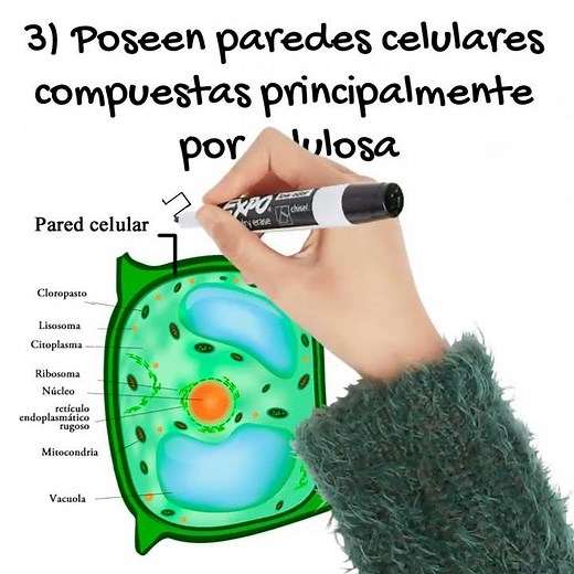 Characteristics of Plants IN 1 MINUTE #biology