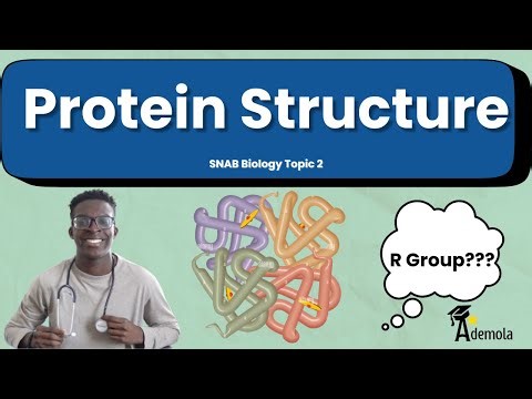 Protein Structure A-Level Biology (SNAB, AQA, OCR)