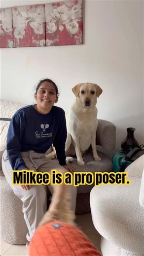 Who is the new pro poser here ? #dog #labrador