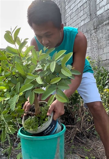 Native Guava Bonsai Care: Defoliation and Rewiring Guide