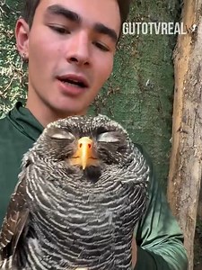Coruja preta e plenah #AnimaisDublados #humor #funnymemes | Guto TV