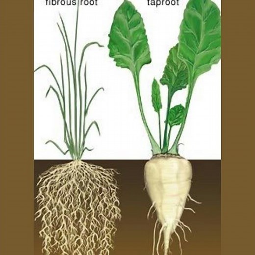 Difference Between Tap root and Fibrous Root