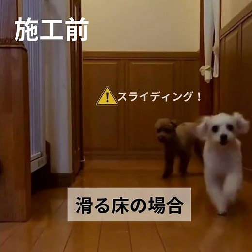 優床で今ある床を滑りにくく！ペット向けフロアコーティング #ペット向けフロアコーティング #優床 #愛犬