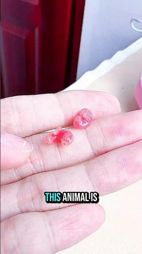 The Smallest Baby, You’ll Ever See 🐿️✨