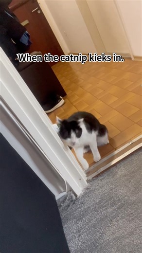 What happens when a cat smells catnip for the first time? #ConfusingCatBehavior #Catnip#cat #fyp