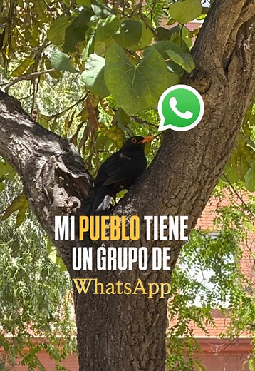 Benalauría turismo rural: pueblo con encanto y altavoz tradicional