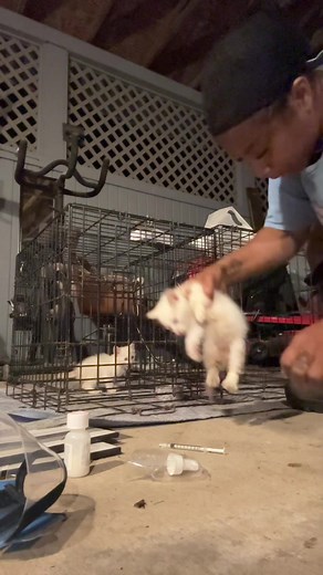 Bot Fly Removal and Vet Follow-Up: Caring for Spice