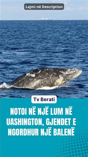 Notoi në një lum në Uashington, gjendet e ngordhur një balenë