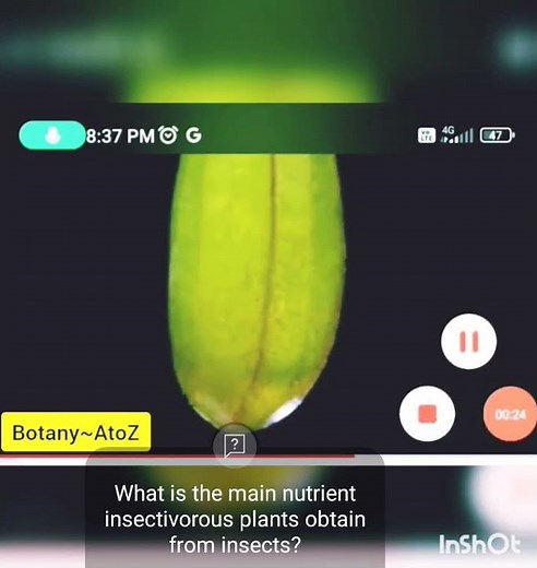 Insectivorous Carnivorous Plants: Flytrap Pitcher Sundew